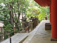 -奈良公园