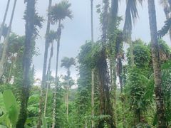 -海南槟榔谷黎苗文化旅游区