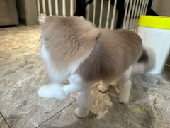 -momokira米努特·德文卷毛猫·棉花面纱犬