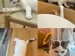 -猫咪派对(江南西店)