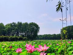 -东郊湿地公园
