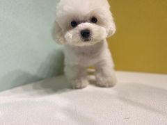 -萌宠之家·腊肠犬·马尔泰·小体犬舍