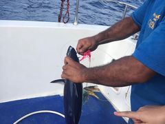 -海猎号深海拖钓