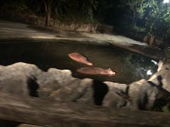 -清迈夜间动物园