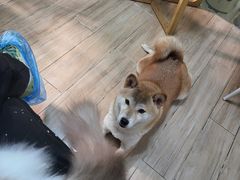 -李小姐の猫咖啡馆(五角场店)