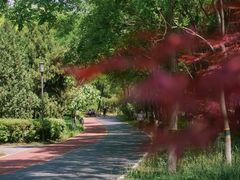 -大兴滨河森林公园