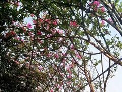 -武汉紫薇都市田园