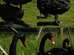 -盐城丹顶鹤湿地生态旅游区