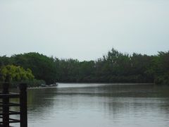 -大湾区中央湿地公园