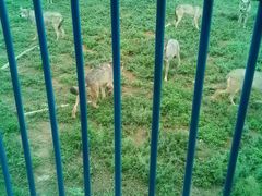 -鄂尔多斯野生动物园