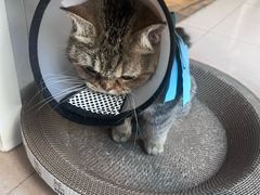 -伟伟宠物医院·瑞派猫友好医院·猫科(光谷店)