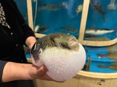 -天正河鲀·河豚亭(大连店)