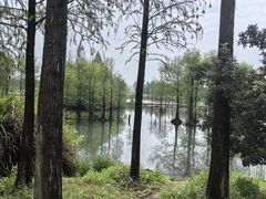 -贡湖湾湿地公园