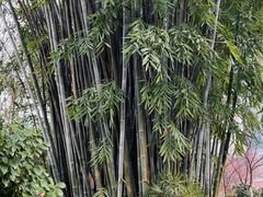 -望江楼公园