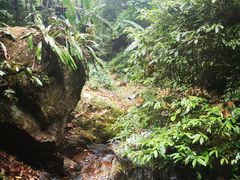 -莫里热带雨林景区