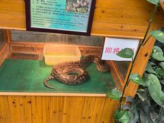 -上海大自然野生昆虫馆(东方明珠·爬宠昆虫探索中心)