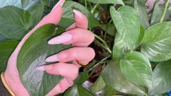 -杨红水晶延长美甲美睫