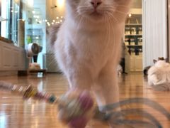 -momokira米努特·德文卷毛猫·棉花面纱犬