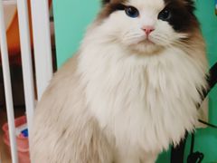 -猫在这儿猫咪咖啡馆·撸猫馆