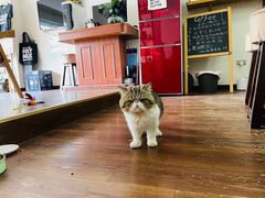 -参差咖啡(水果湖公园店)