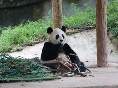 -中国大熊猫保护研究中心雅安碧峰峡基地