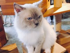 -more than meow吴止猫主题餐厅(承德 中船汇店)