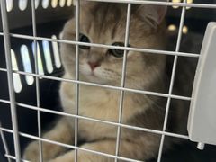 -pd派德宠物中心医院24H急重症·眼科中心·血液透析中心(嵩山北路店)