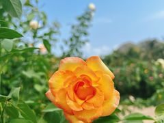 -亚龙湾国际玫瑰谷