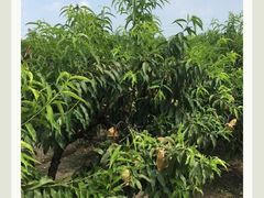 -樂桃源奉贤黄桃种植采摘基地