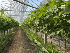 -马陆小张葡萄园农家乐