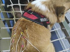 -瑞鹏宠物医院·爱宠堂(环西分院)