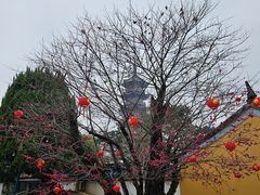 -龙华素斋(龙华路店)