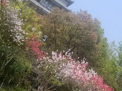 -金鸡湖桃花岛