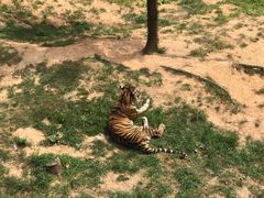 -西霞口神雕山野生动物世界