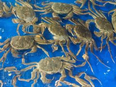 -阳澄湖大闸蟹·琼灵阁牌品牌连锁(吴中总店)
