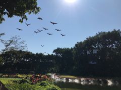 -广州长隆飞鸟乐园