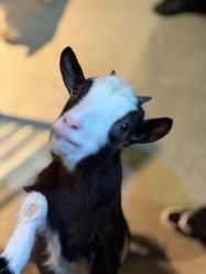 -酷嗒动物文化乐园(cutezoo西溪乐天城店)