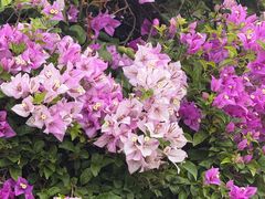 -东莞植物园