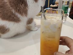 -滚猫咖啡·猫咖·猫友好撸猫(未来城店)