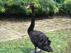 -吉隆坡雀鸟公园