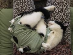 自制手术服-纳吉亚猫专科动物诊疗中心(蒋宅口分院)
