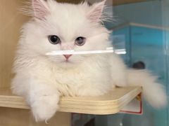 -海门鱼仔·潮汕味(KKMall店)