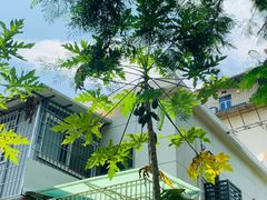 -泰菩提树下·泰式按摩SPA(沙坡尾店)