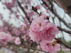 -观澜湖生态运动公社