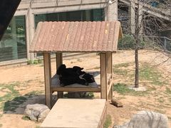 -石家庄市动物园