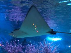 -烟台海昌鲸鲨海洋公园