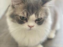 -飞行喵MR PILOT|猫舍·猫咖(静安大融城店)