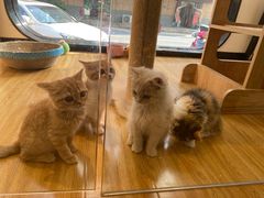 -啵啵喵·猫咖(攀华国际店)