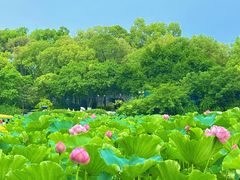 -桂湖森林公园