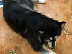 -more than meow吴止猫主题餐厅(承德 中船汇店)